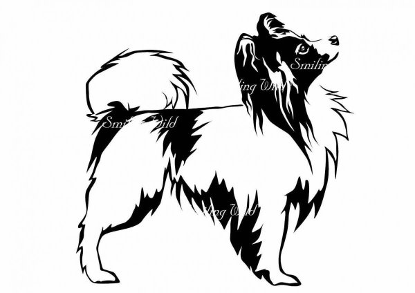 Папийон вектор