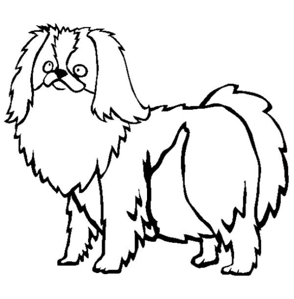 Пекинес раскраска