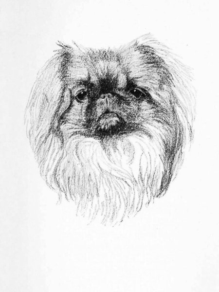 Пекинес раскраска