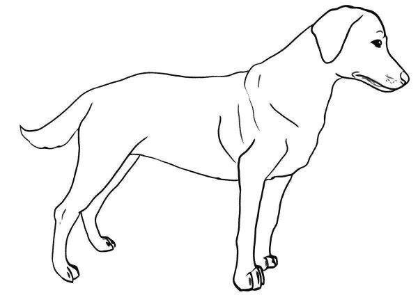 Раскраски собака ретривер (45 фото)