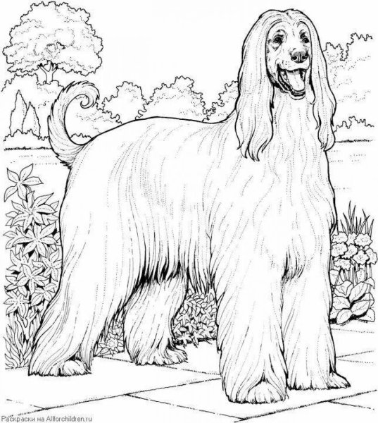 Афганская борзая raskraska