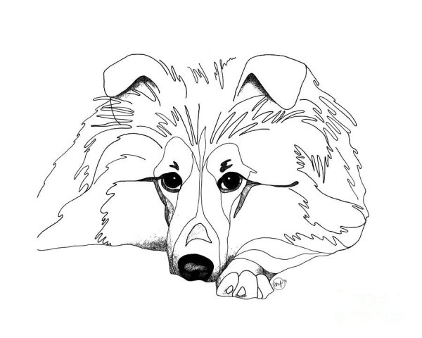 Колли шелти