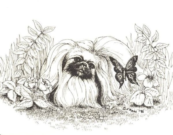 Пекинес раскраска