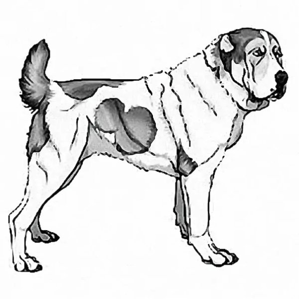 Раскраски собаки алабай (49 фото)