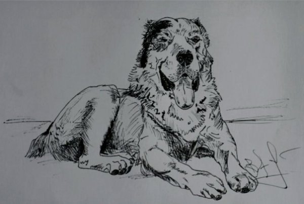 Рисунок алабая