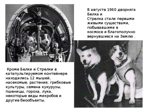 Первые собаки в космосе