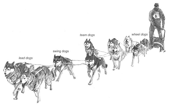 Sleddog Team схема