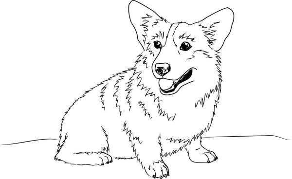 Раскраска собака вельш корги