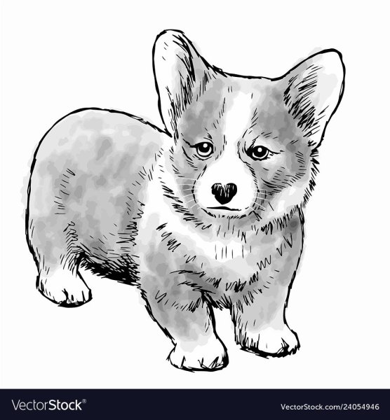 Раскраски корги милые щенки