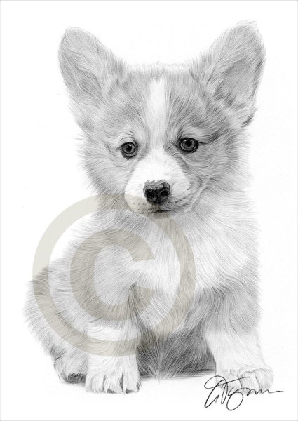 Щенок корги рисунок карандашом
