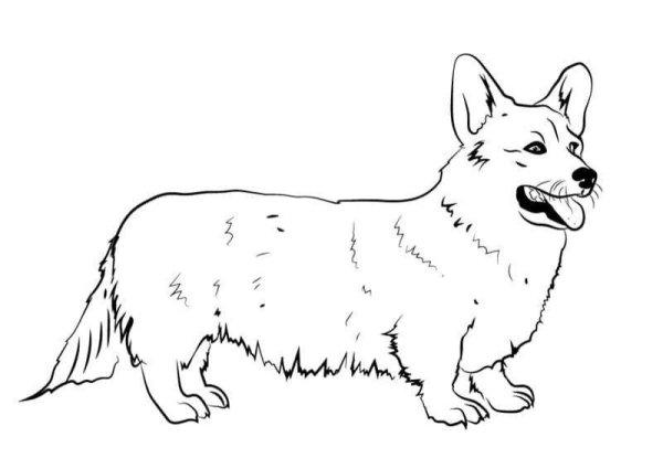 Корги пемброк