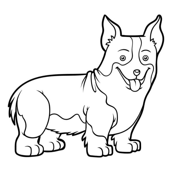 Вельш корги раскраска