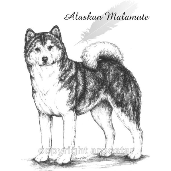 Раскраска Аляскинский маламут
