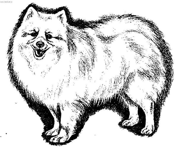 Японский шпиц рисунок