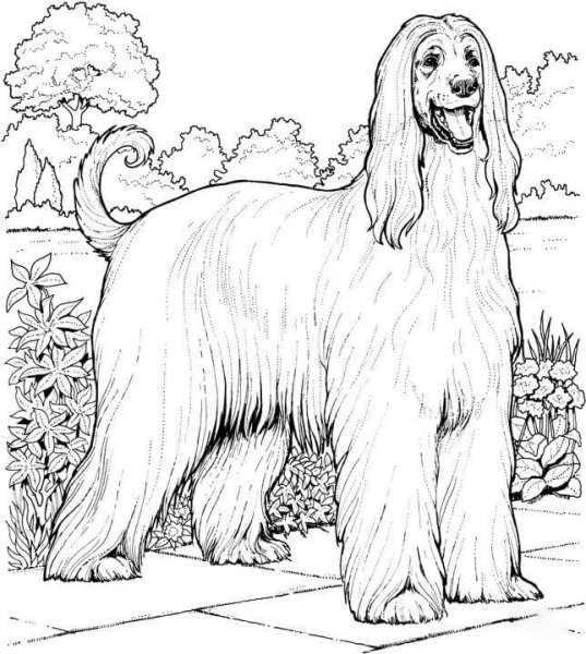 Афганская борзая raskraska