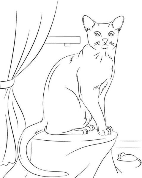 Кот сидит рисунок