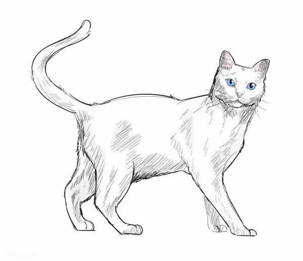 Нарисовать кошку