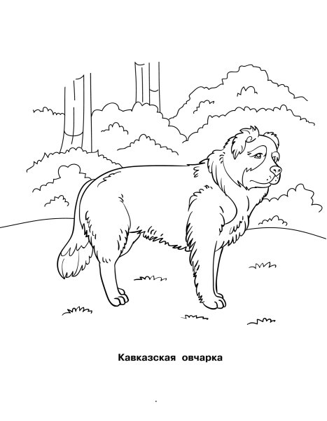 Раскраски собаки Кавказская овчарка щенок