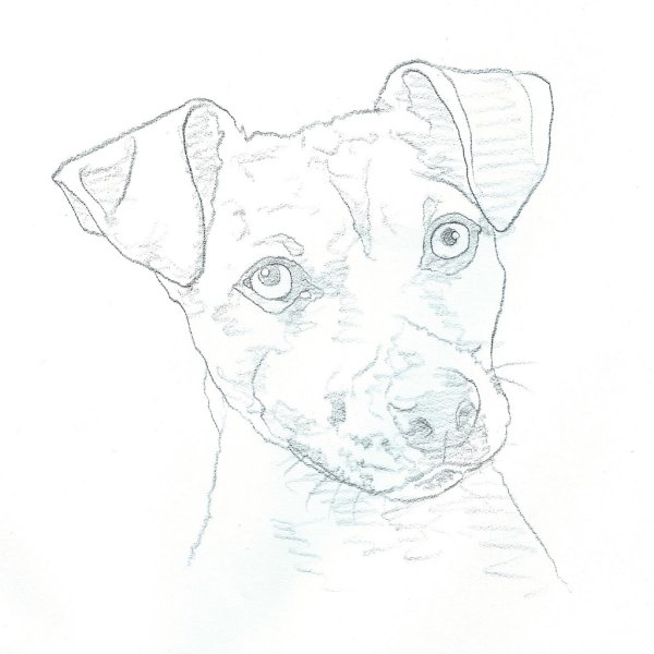 Jack Russell Terrier