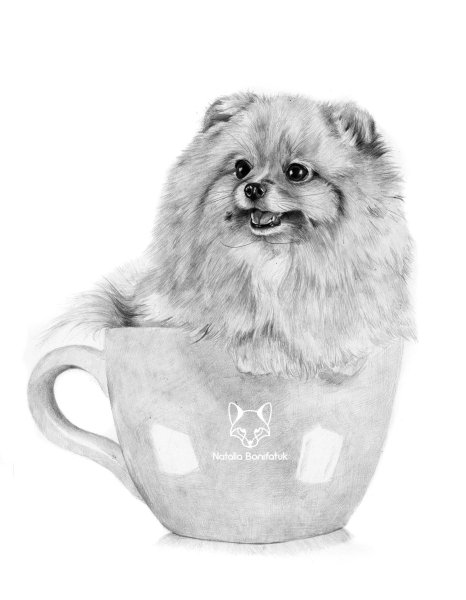 Шпиц собака