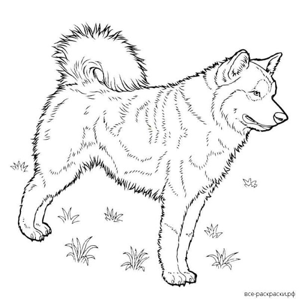 Сибирский хаски