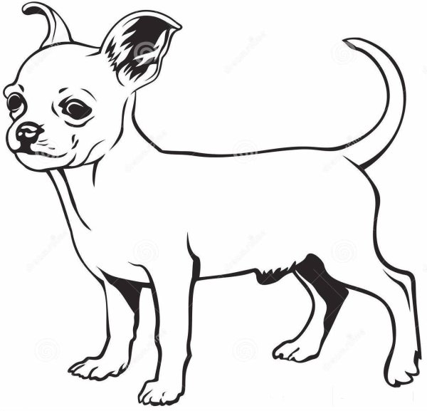 Раскраски собачка чихуахуа (43 фото)