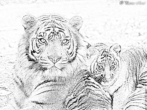 Раскраски стая тигров (46 фото)