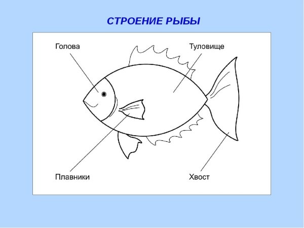 Строение аквариумной рыбки