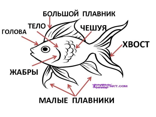 Аквариумные рыбки строение тела