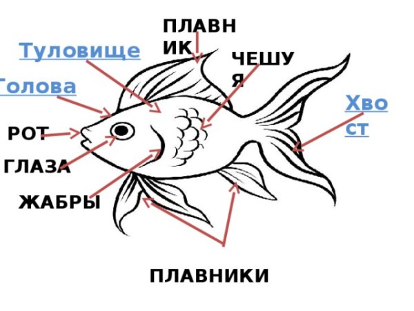 Строение аквариумной рыбки схема