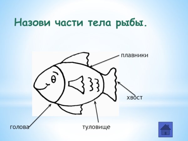 Части тела рыбы для дошкольников