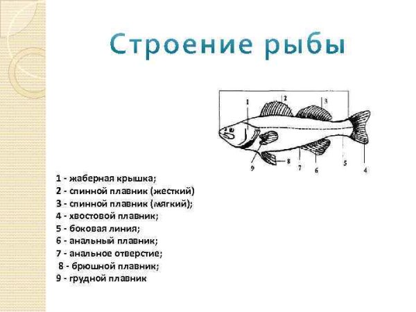 Плавники рыбы схема