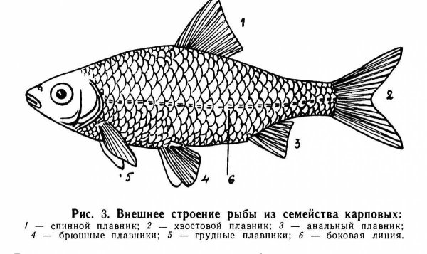 Сазан обыкновенный внешнее строение