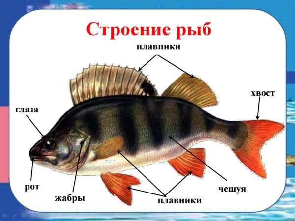 Строение рыбы 1 класс окружающий мир