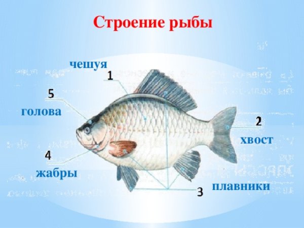 Строение рыбы для дошкольников