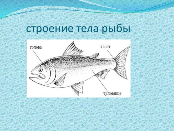 Строение туловища рыбы