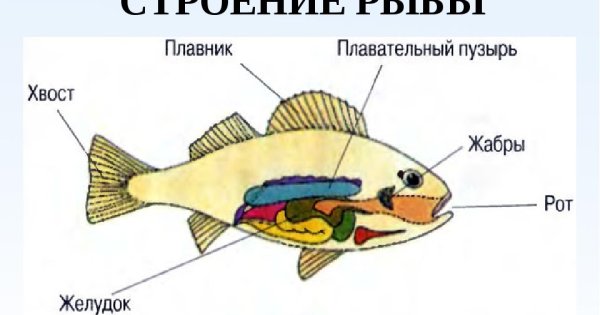 Рыба хирург строение