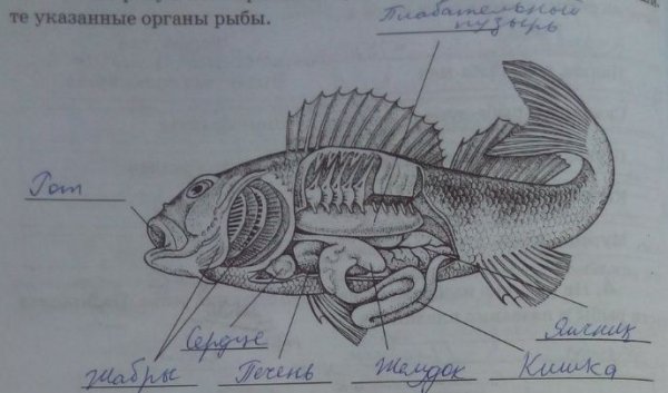 Внутреннее строение окуня рисунок