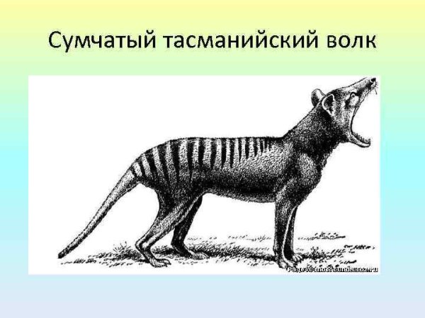 Сумчатый волк черная книга