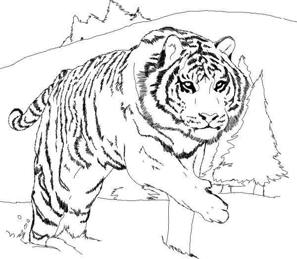 Раскраски тигр (48 фото)