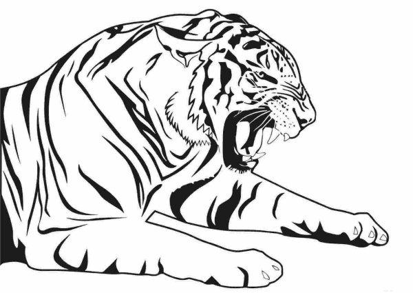 Раскраски тигр в профиль (43 фото)