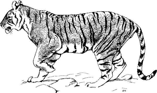Туранский тигр рисунок