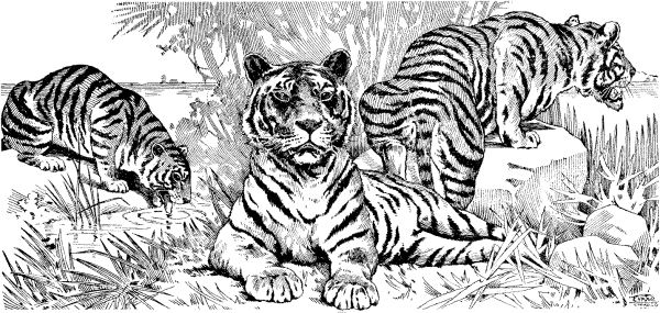 Раскраски тигр животные (45 фото)