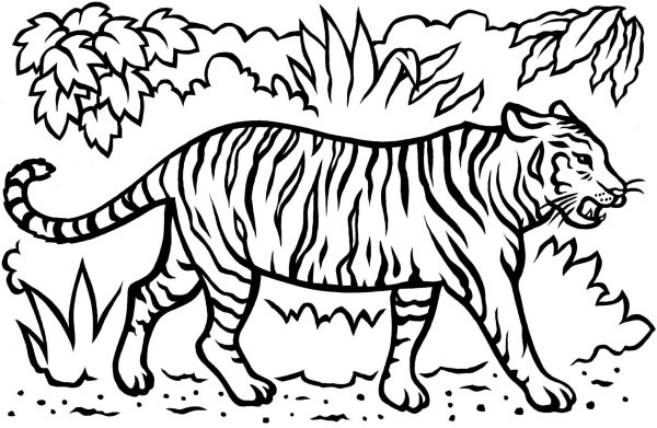Раскраски тигр из красной книги (49 фото)