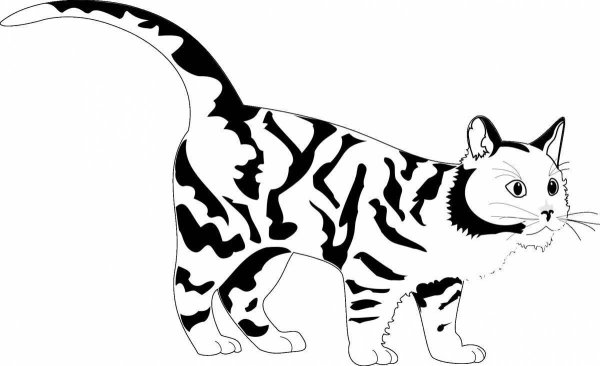Черный кот раскраска