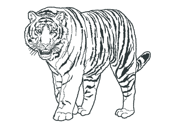 Раскраски тигр на дереве (49 фото)