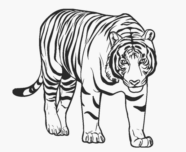Раскраски тигр реалистичный (48 фото)