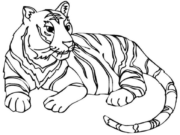 Раскраска тигр - распечатать и скачать бесплатно для детей