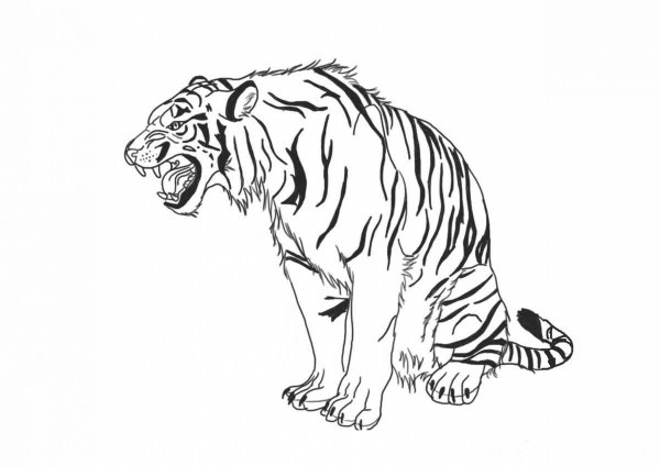 Раскраски тигр рычит (46 фото)