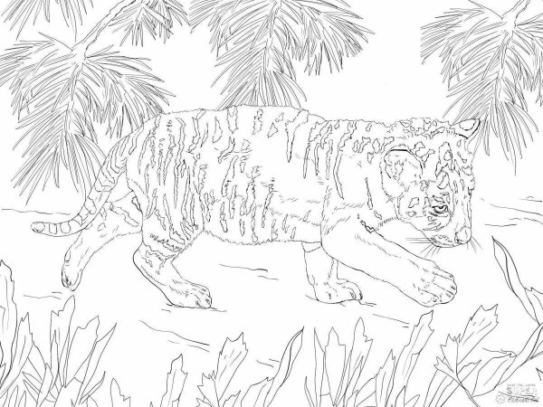 Раскраски тигр с цветами (49 фото)